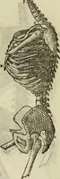 An illustration from Varia commensuracion para la escultura y arquitectura (1773)