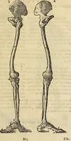 An illustration from Varia commensuracion para la escultura y arquitectura (1773)