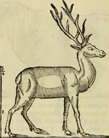 An illustration from Varia commensuracion para la escultura y arquitectura (1773)