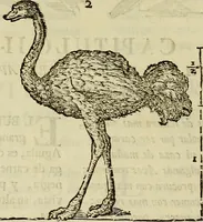 An illustration from Varia commensuracion para la escultura y arquitectura (1773)