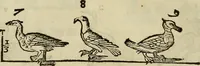 Picture 154 of 197 from Varia commensuracion para la escultura y arquitectura (1773), leaf 223