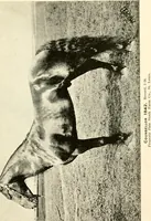 An illustration from Commercial and architectural St. Louis ; illustrated (1891)