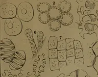 Picture 17 of 33 from Common objects of the microscope (1861), leaf 144