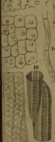An illustration from Common objects of the microscope (1861)