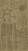 An illustration from Common objects of the microscope (1861)