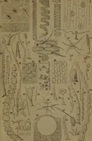 An illustration from Common objects of the microscope (1861)