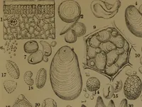 An illustration from Common objects of the microscope (1861)