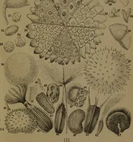 An illustration from Common objects of the microscope (1861)