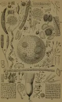 An illustration from Common objects of the microscope (1861)