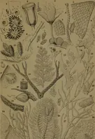 An illustration from Common objects of the microscope (1861)