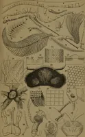 An illustration from Common objects of the microscope (1861)