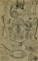 An illustration from Common objects of the microscope (1861)
