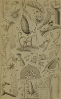 An illustration from Common objects of the microscope (1861)