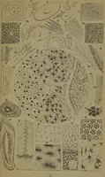 An illustration from Common objects of the microscope (1861)