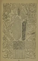 An illustration from Common objects of the microscope (1861)