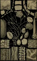 Picture 2 of 33 from Common objects of the microscope (1861), leaf 7