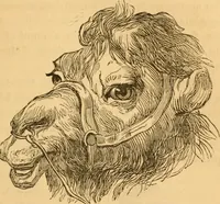 Picture 95 of 303 from Comparative physiognomy; or, Resemblances between men and animals (1852), leaf 104