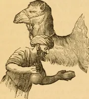 Picture 97 of 303 from Comparative physiognomy; or, Resemblances between men and animals (1852), leaf 105