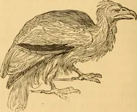Picture 99 of 303 from Comparative physiognomy; or, Resemblances between men and animals (1852), leaf 109