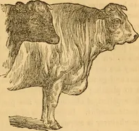 Picture 105 of 303 from Comparative physiognomy; or, Resemblances between men and animals (1852), leaf 116