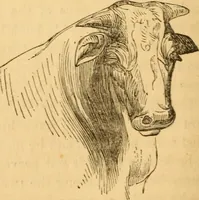 Picture 108 of 303 from Comparative physiognomy; or, Resemblances between men and animals (1852), leaf 119