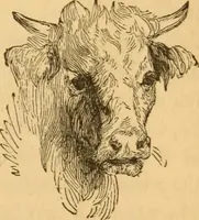 Picture 112 of 303 from Comparative physiognomy; or, Resemblances between men and animals (1852), leaf 122