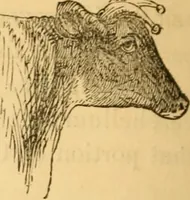 Picture 114 of 303 from Comparative physiognomy; or, Resemblances between men and animals (1852), leaf 123