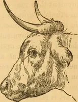 Picture 116 of 303 from Comparative physiognomy; or, Resemblances between men and animals (1852), leaf 124