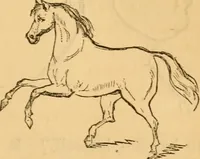 Picture 119 of 303 from Comparative physiognomy; or, Resemblances between men and animals (1852), leaf 128