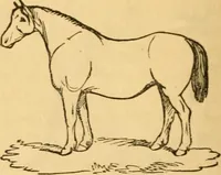Picture 121 of 303 from Comparative physiognomy; or, Resemblances between men and animals (1852), leaf 129