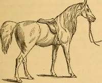 Picture 123 of 303 from Comparative physiognomy; or, Resemblances between men and animals (1852), leaf 130