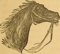Picture 124 of 303 from Comparative physiognomy; or, Resemblances between men and animals (1852), leaf 132
