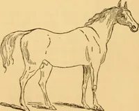 Picture 126 of 303 from Comparative physiognomy; or, Resemblances between men and animals (1852), leaf 133