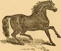 Picture 129 of 303 from Comparative physiognomy; or, Resemblances between men and animals (1852), leaf 135