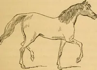 Picture 131 of 303 from Comparative physiognomy; or, Resemblances between men and animals (1852), leaf 138