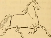 Picture 133 of 303 from Comparative physiognomy; or, Resemblances between men and animals (1852), leaf 139