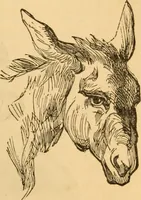 Picture 144 of 303 from Comparative physiognomy; or, Resemblances between men and animals (1852), leaf 146