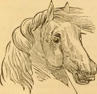 Picture 146 of 303 from Comparative physiognomy; or, Resemblances between men and animals (1852), leaf 147