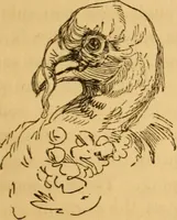 Picture 147 of 303 from Comparative physiognomy; or, Resemblances between men and animals (1852), leaf 148