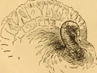 Picture 152 of 303 from Comparative physiognomy; or, Resemblances between men and animals (1852), leaf 153