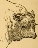 Picture 158 of 303 from Comparative physiognomy; or, Resemblances between men and animals (1852), leaf 171
