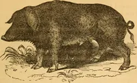 Picture 159 of 303 from Comparative physiognomy; or, Resemblances between men and animals (1852), leaf 174