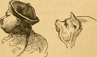 Picture 160 of 303 from Comparative physiognomy; or, Resemblances between men and animals (1852), leaf 174