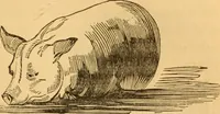Picture 165 of 303 from Comparative physiognomy; or, Resemblances between men and animals (1852), leaf 184