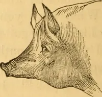 Picture 167 of 303 from Comparative physiognomy; or, Resemblances between men and animals (1852), leaf 185