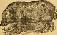 Picture 169 of 303 from Comparative physiognomy; or, Resemblances between men and animals (1852), leaf 188