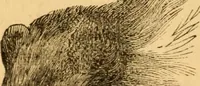 Picture 171 of 303 from Comparative physiognomy; or, Resemblances between men and animals (1852), leaf 193