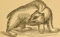 Picture 173 of 303 from Comparative physiognomy; or, Resemblances between men and animals (1852), leaf 196
