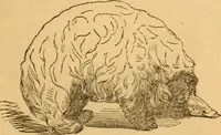 Picture 176 of 303 from Comparative physiognomy; or, Resemblances between men and animals (1852), leaf 198