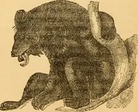 Picture 178 of 303 from Comparative physiognomy; or, Resemblances between men and animals (1852), leaf 199